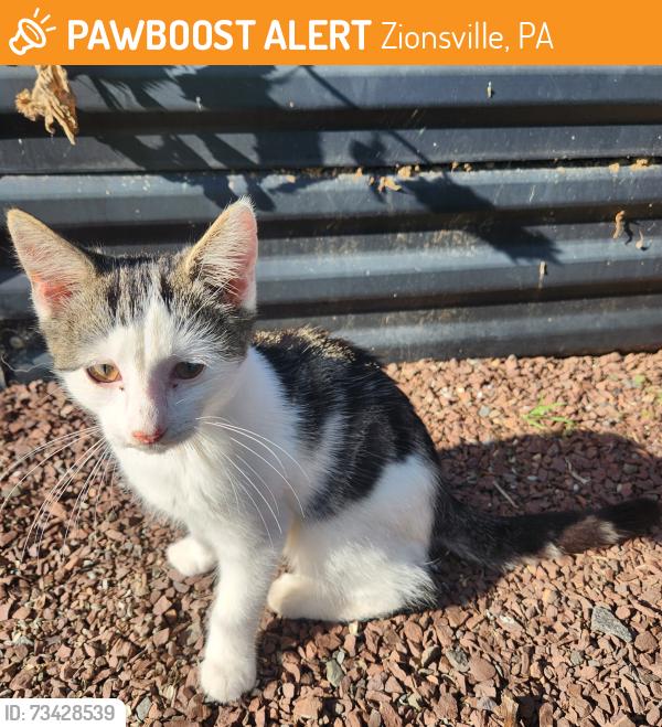 Found/Stray Unknown Cat last seen Zionsville, Zionsville, PA 18092