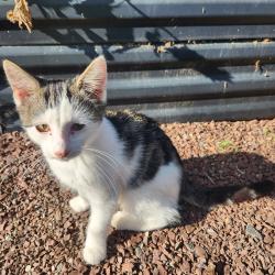 Found/Stray Unknown Cat last seen Zionsville, Zionsville, PA 18092