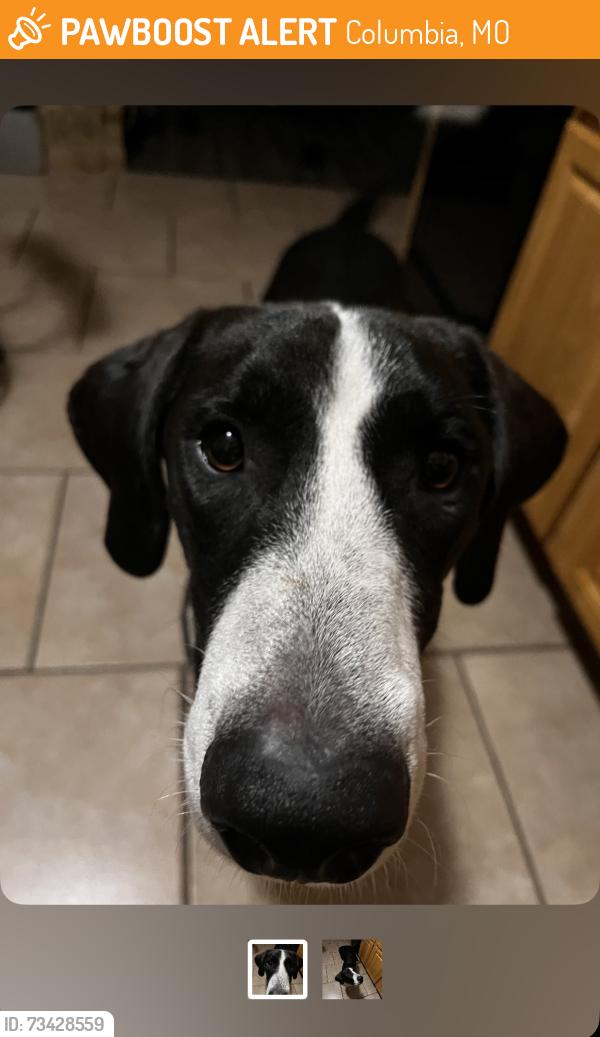 Found/Stray Male Dog last seen Bethel Church, Columbia, MO 65203