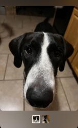 Found/Stray Male Dog last seen Bethel Church, Columbia, MO 65203