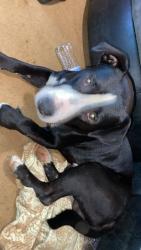 Lost Male Dog last seen Near old blue ridge Ln Connelly springs NC, Connelly Springs, NC 28612