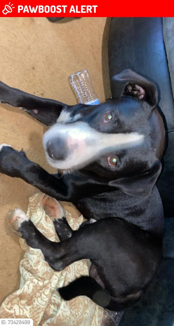 Lost Male Dog last seen Near old blue ridge Ln Connelly springs NC, Connelly Springs, NC 28612