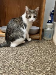 Found/Stray Unknown Cat last seen Memorial liquor store, Appleton, WI 54911