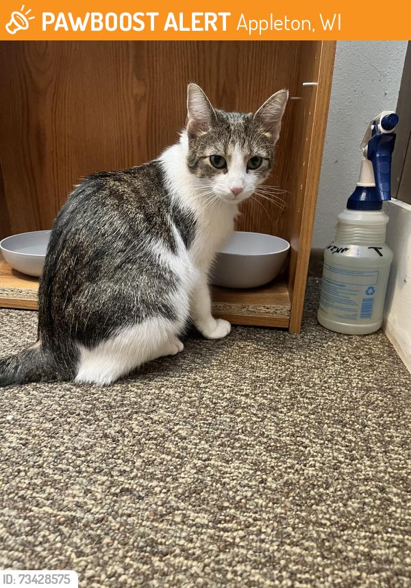 Found/Stray Unknown Cat last seen Memorial liquor store, Appleton, WI 54911