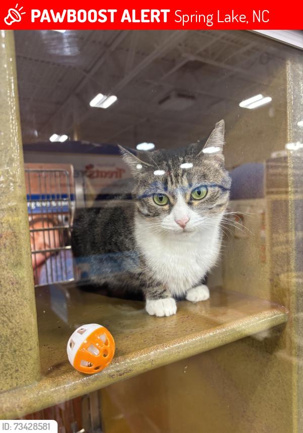 Lost Female Cat last seen Brentwinds lane, Spring Lake, NC 28390