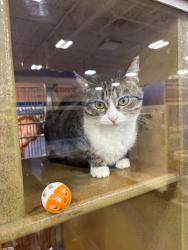 Lost Female Cat last seen Brentwinds lane, Spring Lake, NC 28390