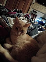 Lost Male Cat last seen Highway 50, Fallon, NV 89406