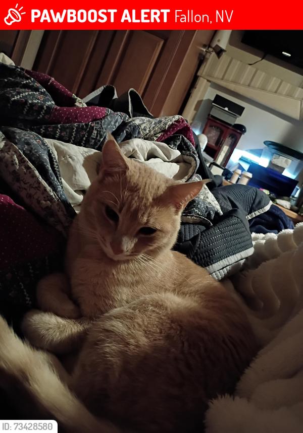 Lost Male Cat last seen Highway 50, Fallon, NV 89406