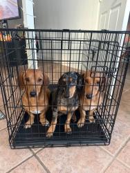 Found/Stray Male Dog last seen Lonestar, San Antonio, TX 78224