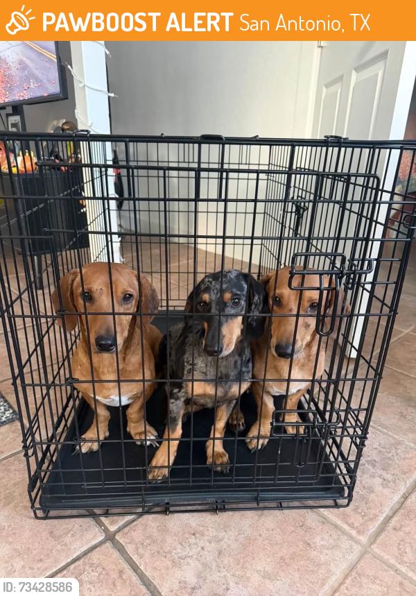 Found/Stray Male Dog last seen Lonestar, San Antonio, TX 78224