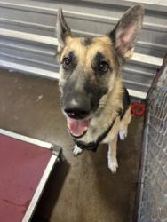 Shelter Stray Female Dog last seen Cotter St and Parkway, City of Alvarado, TX, 602 S Pkwy Dr, Alvarado, TX 76009, USA