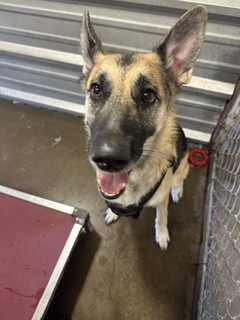 Shelter Stray Female Dog last seen Cotter St and Parkway, City of Alvarado, TX, 602 S Pkwy Dr, Alvarado, TX 76009, USA