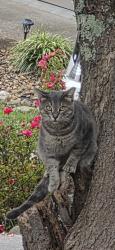 Found/Stray Male Cat last seen 411S, Blount County, TN 37801