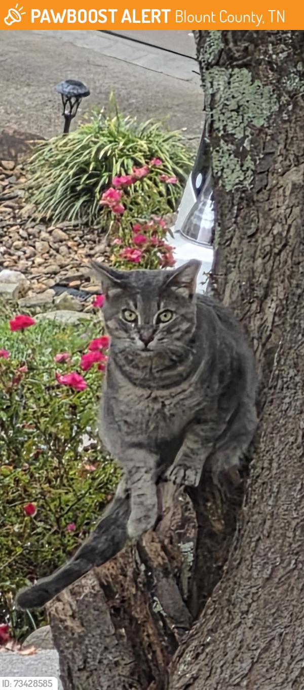 Found/Stray Male Cat last seen 411S, Blount County, TN 37801