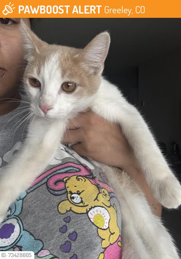 Found/Stray Male Cat last seen JBS Parking lot, Greeley, CO 80631