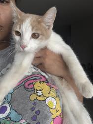 Found/Stray Male Cat last seen JBS Parking lot, Greeley, CO 80631