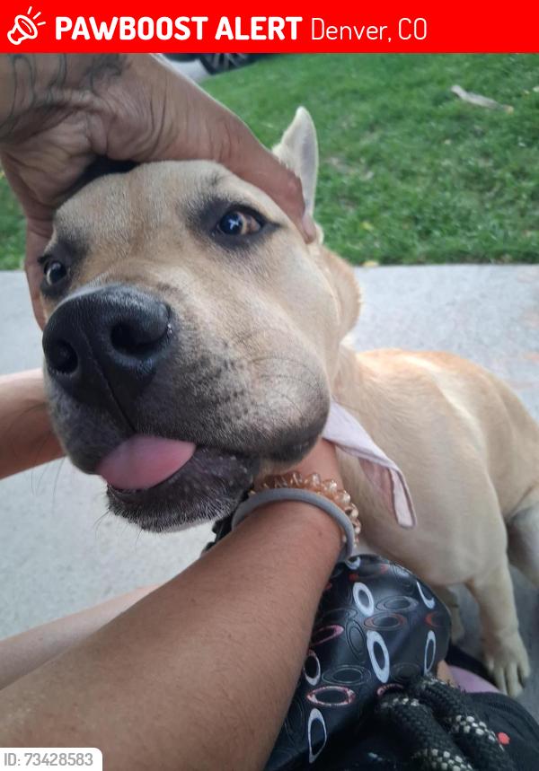 Lost Male Dog last seen Near kalamath, Denver, CO 80204
