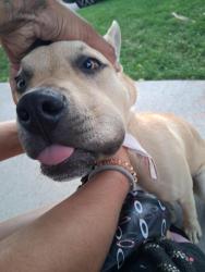 Lost Male Dog last seen Near kalamath, Denver, CO 80204