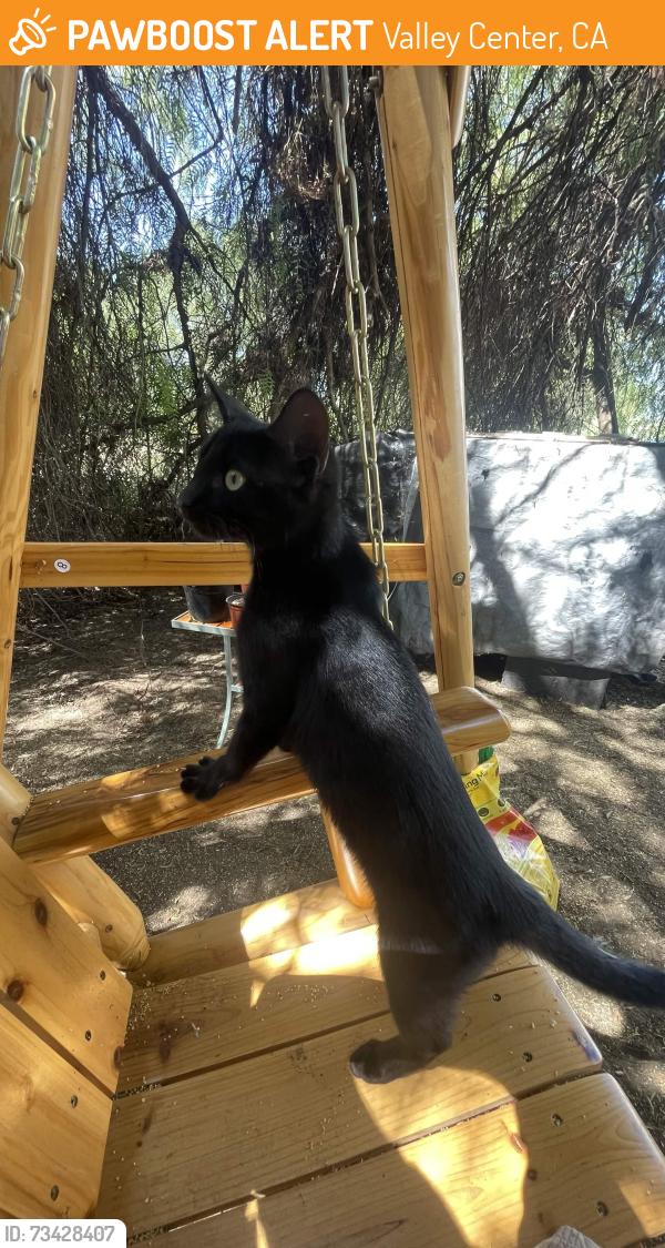 Found/Stray Female Cat last seen Cole Grade, Valley Center, CA 92082