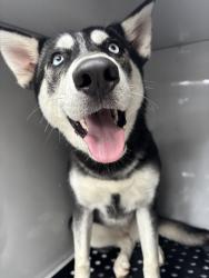Reunited Female Dog last seen Memorial St, Fairfax County, VA 22310
