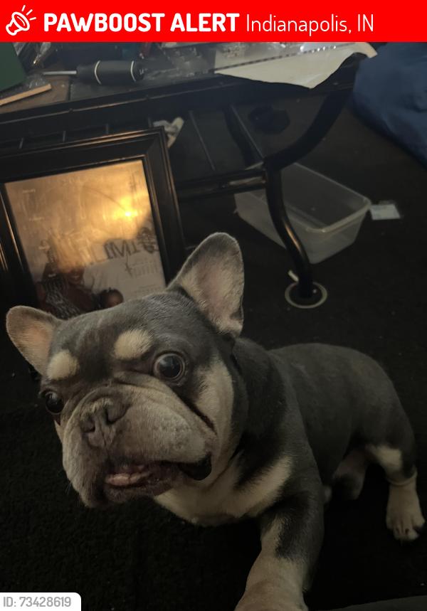 Lost Male Dog last seen Washington Street, Indianapolis, IN 46201