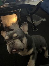 Lost Male Dog last seen Washington Street, Indianapolis, IN 46201