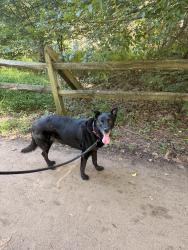 Lost Female Dog last seen Beech down dr, Chantilly, VA 20151