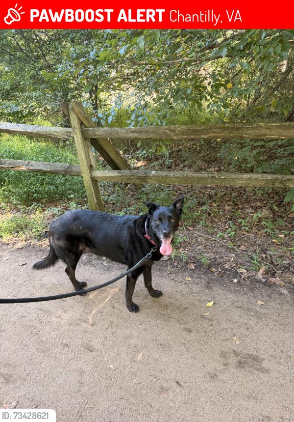 Lost Female Dog last seen Beech down dr, Chantilly, VA 20151