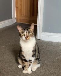 Lost Female Cat last seen Alum rock, Saltley, England 
