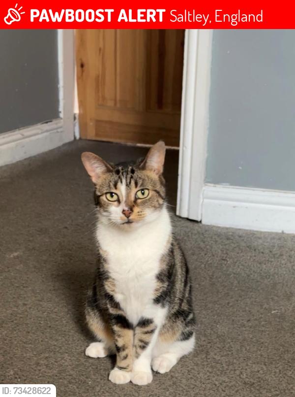 Lost Female Cat last seen Alum rock, Saltley, England 