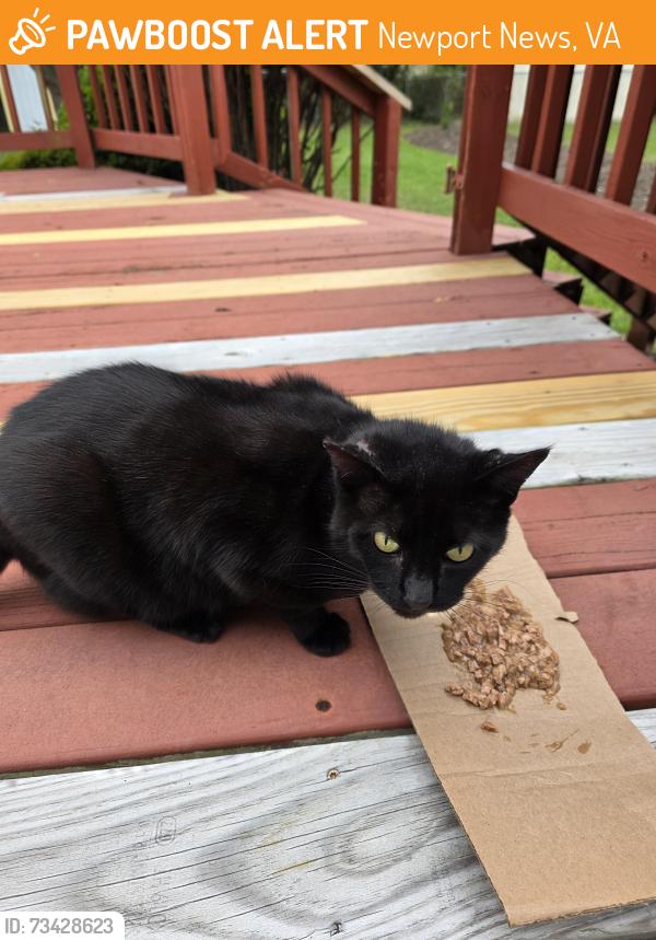 Found/Stray Unknown Cat last seen Bedford Road, Newport News, VA 23601
