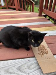 Found/Stray Unknown Cat last seen Bedford Road, Newport News, VA 23601