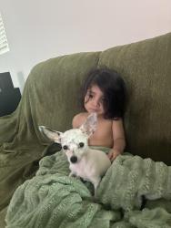 Reunited Female Dog last seen Near w parkway dr, Tolleson, AZ 85353