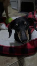 Reunited Male Dog last seen Limekiln Road close to Carbaughs Farm, Sharpsburg, MD 21782