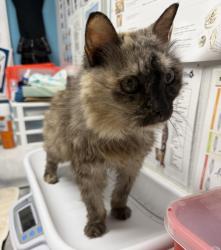 Shelter Stray Female Cat last seen Eldorado Dr, Escondido, CA, 92025, Escondido, CA 92027, USA