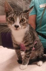Shelter Stray Female Cat last seen Near Euclid Avenue, San Diego, CA, 92114, El Cajon, CA 92020, USA