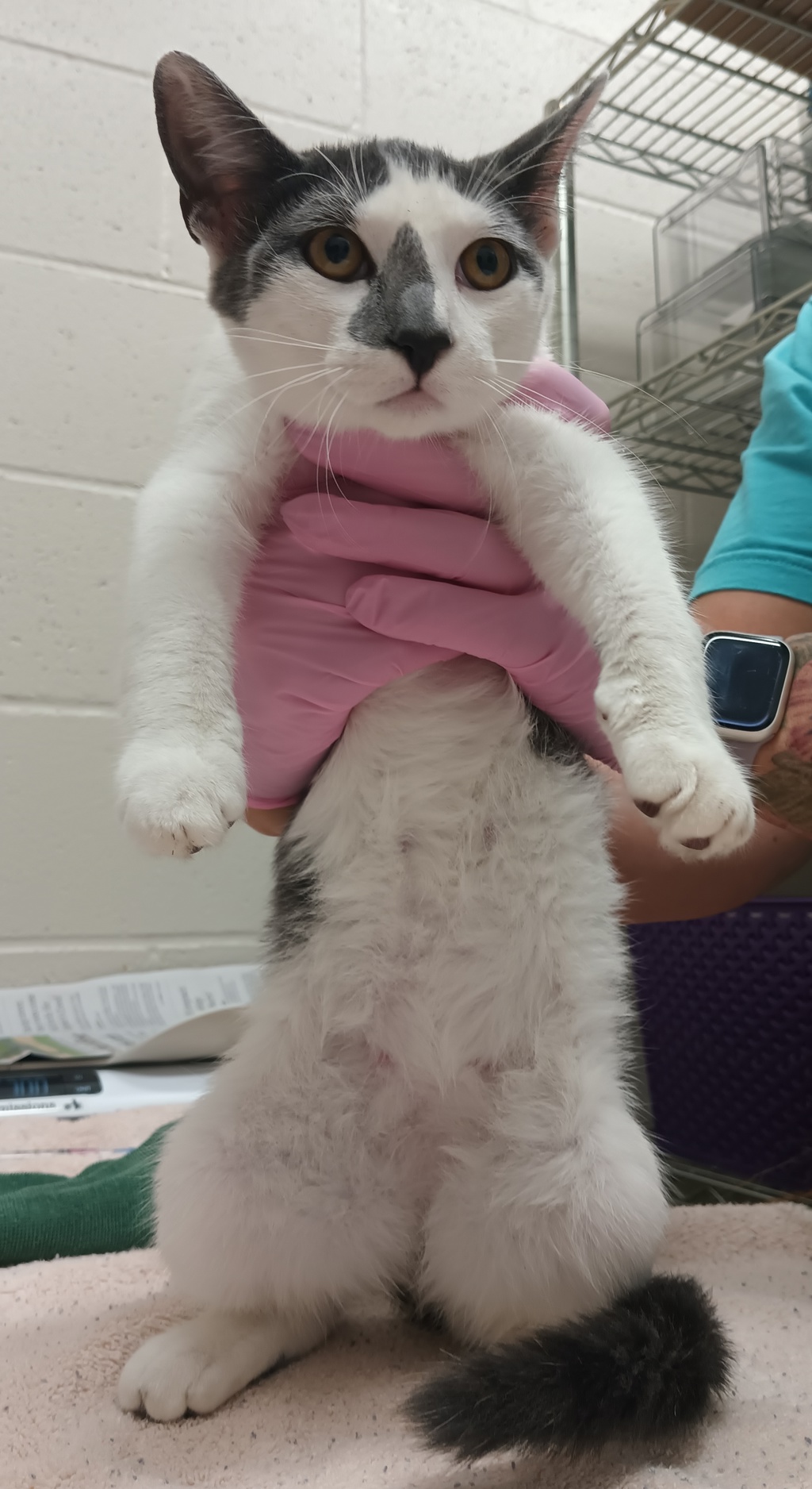 Shelter Stray Unknown Cat last seen Near Euclid Avenue, San Diego, CA, 92114, El Cajon, CA 92020, USA