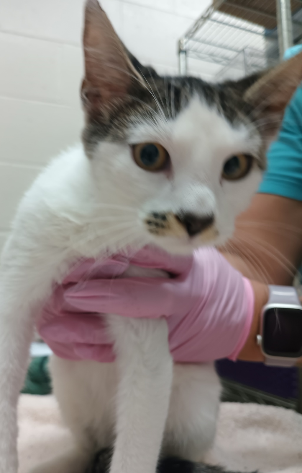 Shelter Stray Female Cat last seen Near Euclid Avenue, San Diego, CA, 92114, El Cajon, CA 92020, USA