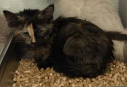 Shelter Stray Female Cat last seen Near S Westsams Boulevard, Kearns Township, UT, 84118, 511 W 3900 S, Salt Lake City, UT 84123, USA