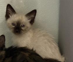 Shelter Stray Male Cat last seen Near S Westsams Boulevard, Kearns Township, UT, 84118, 511 W 3900 S, Salt Lake City, UT 84123, USA
