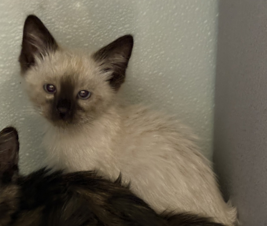 Shelter Stray Male Cat last seen Near S Westsams Boulevard, Kearns Township, UT, 84118, 511 W 3900 S, Salt Lake City, UT 84123, USA