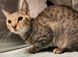 Shelter Stray Female Cat last seen Apt 1, Hendricks Avenue, STATEN ISLAND, NY, 10301, 3139 Veterans Rd W, Staten Island, NY 10309, USA