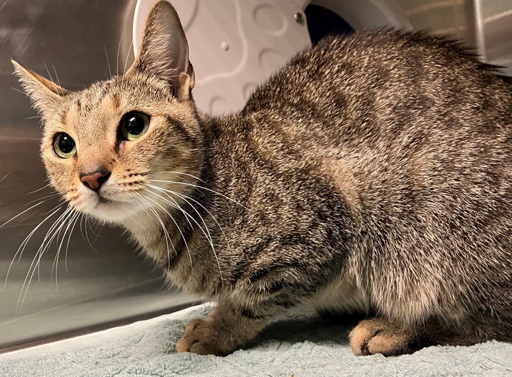 Shelter Stray Female Cat last seen Apt 1, Hendricks Avenue, STATEN ISLAND, NY, 10301, 3139 Veterans Rd W, Staten Island, NY 10309, USA