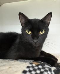Shelter Stray Female Cat last seen Near Taos Street, San Diego, CA, 92117, 5500 Gaines St, San Diego, CA 92110, USA