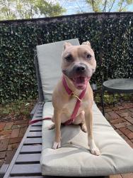 Reunited Female Dog last seen Pond at Crofton Library, Crofton, MD 21114