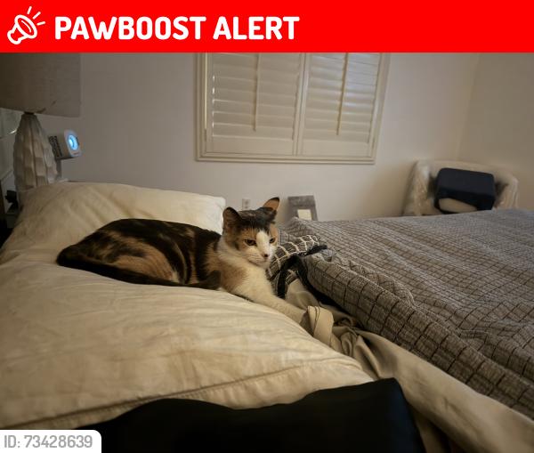 Lost Female Cat last seen S Starcross dr, Desert Hot Springs, CA 92240