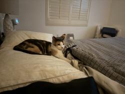 Lost Female Cat last seen S Starcross dr, Desert Hot Springs, CA 92240