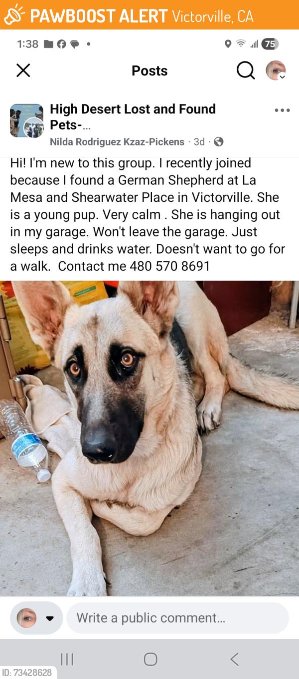 Found/Stray Female Dog last seen Shearwater place, Victorville, Victorville, CA 92307