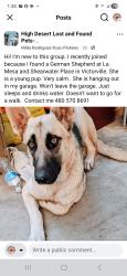 Found/Stray Female Dog last seen Shearwater place, Victorville, Victorville, CA 92307