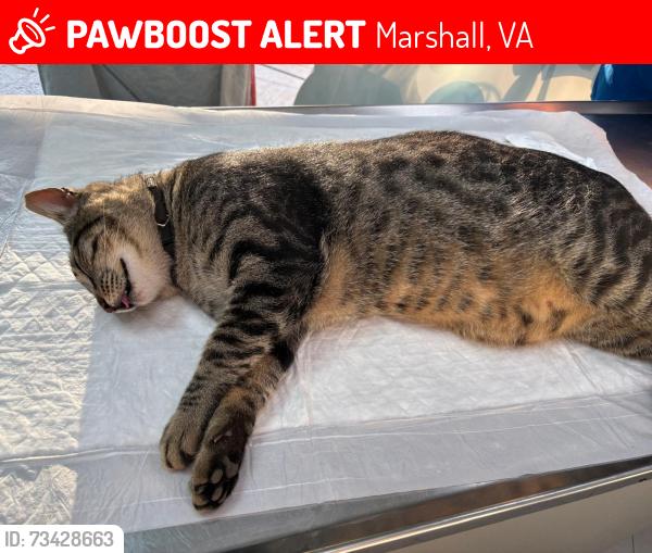 Lost Male Cat last seen Near ramey rd, Marshall, VA 20115